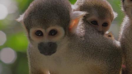 Video thumbnail: Your Inner Fish Meet Your Cousins: Squirrel Monkeys