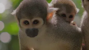 Meet Your Cousins: Squirrel Monkeys