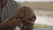 The 500-Million-Year History of the Human Brain