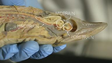 Our Fishy Brain