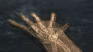 The Human Hand: A Gift from Ancient Primates
