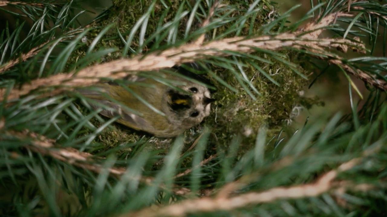 Nature | The clever way the tiniest bird warms her nest