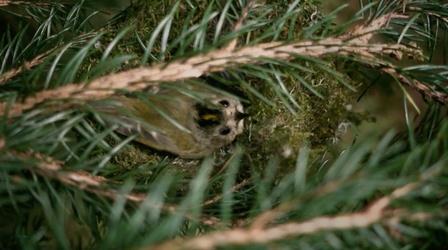 The clever way the tiniest bird warms her nest