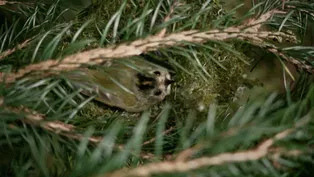 The clever way the tiniest bird warms her nest