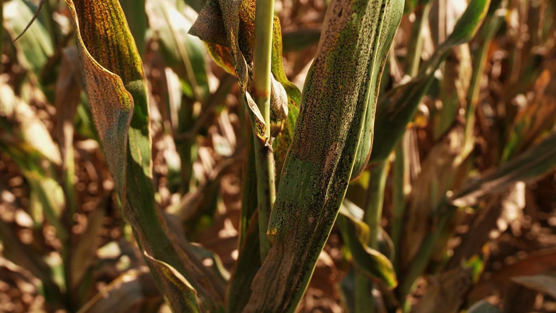 A Legendary Sweet Corn Farmer, Spotting Tar Spot, Al Makes Corn Flavored Ice Cream.