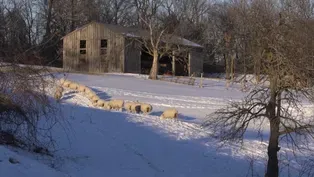 Shepherd in Winter