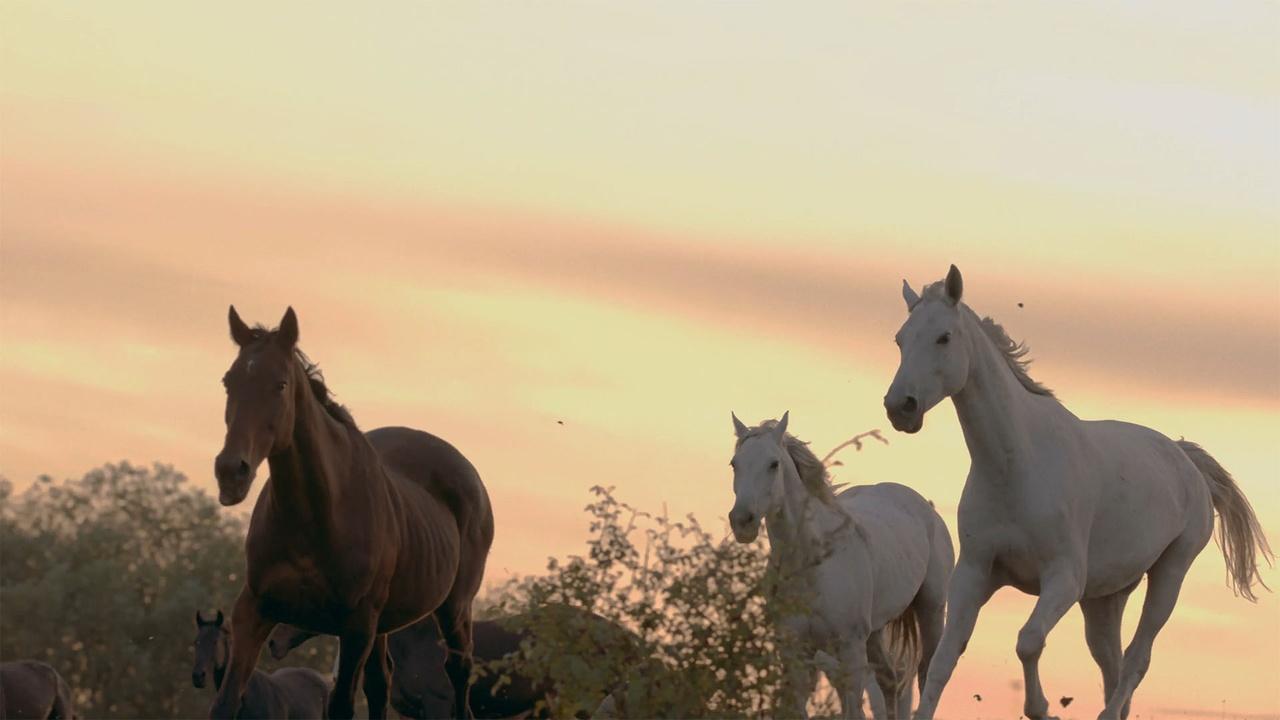 The Wild Horses of Nevada's Deserts