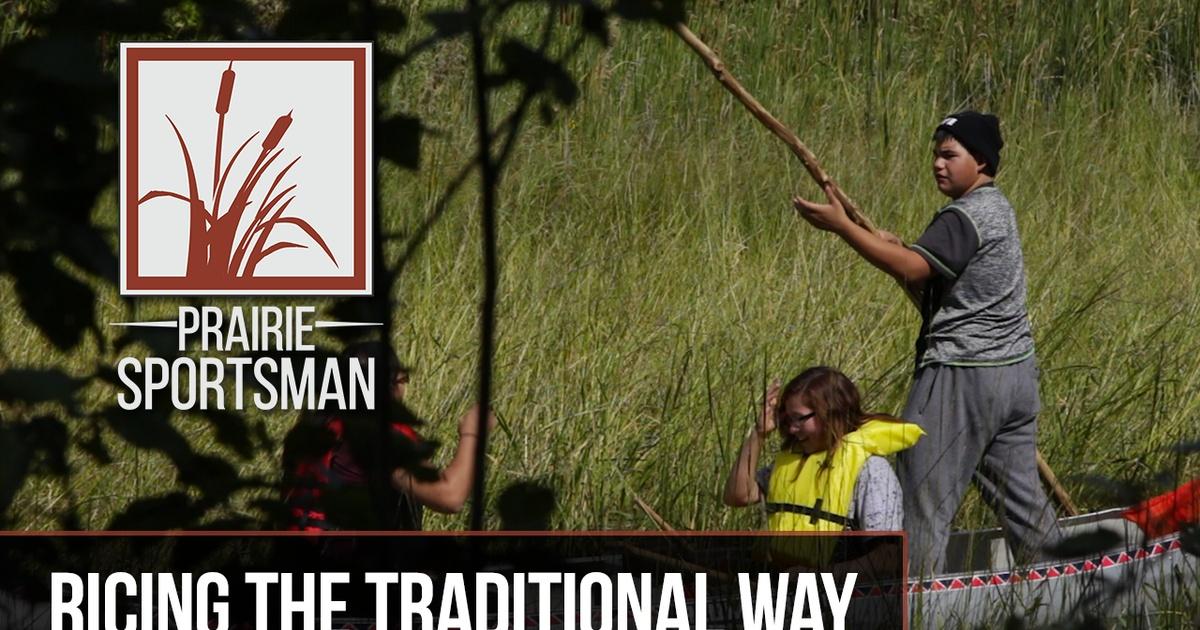 Prairie Sportsman | Ricing the Traditional Way | Season 9 | Episode 3 | PBS