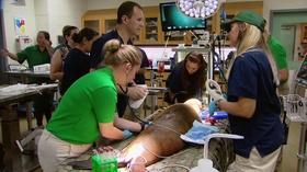Video thumbnail: Chicago Tonight Brookfield Zoo Adopts 2 Stranded and Injured Sea Lions