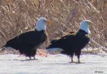 South Dakota's Birds of Spring