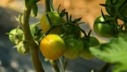 Tomato Protection