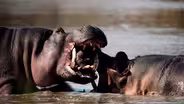 Alpha Hippo vs. Two Intruders