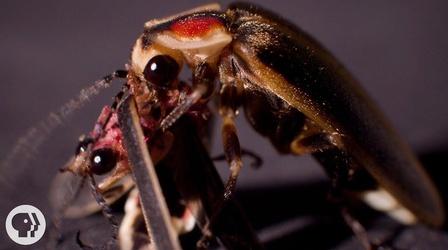 Video thumbnail: Deep Look So... Sometimes Fireflies Eat Other Fireflies