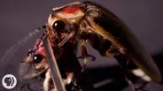 So... Sometimes Fireflies Eat Other Fireflies