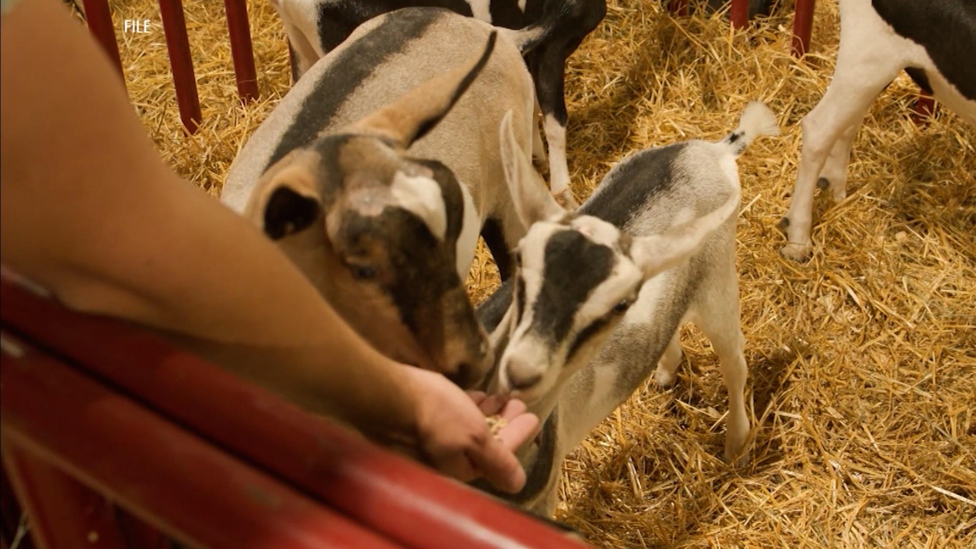 State Monitors Humans-to-Animals Germ Spread at Fair