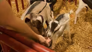 State Monitors Humans-to-Animals Germ Spread at Fair