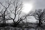 Climate change and the risk of spreading diseases