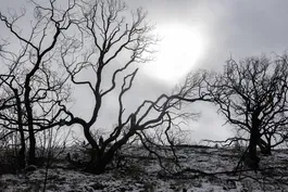 Climate change and the risk of spreading diseases