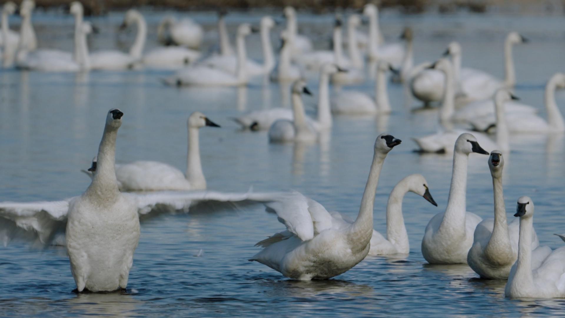 A gaggle of snow geese of a lake.