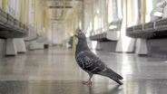The Pigeon Hustle: The Making Of