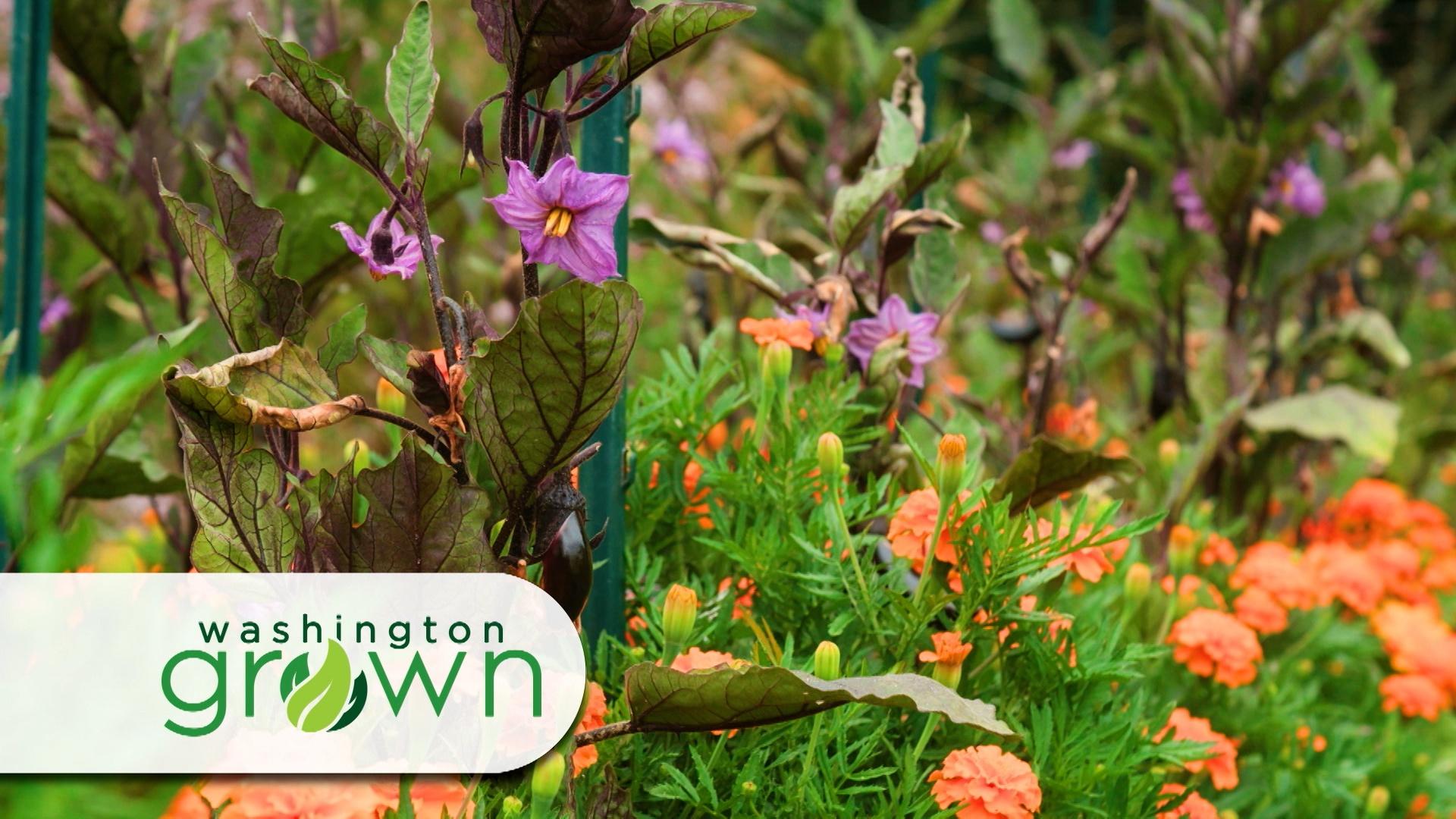 We explore Thurston County, where innovation and stewardship are shaping the future
of farming.