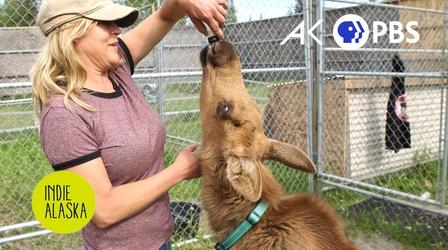 Video thumbnail: Indie Alaska Rescuing baby moose may be the best job in Alaska