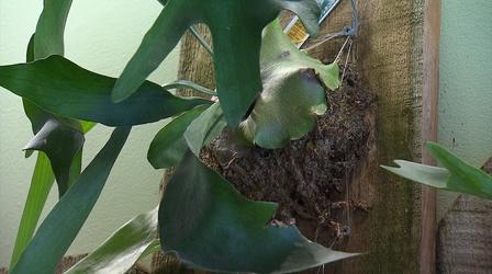 Video thumbnail: Volunteer Gardener Volunteer Gardener 3115
