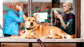 Video thumbnail: Insights on PBS Hawaiʻi Pet Friendly Policies in Restaurants