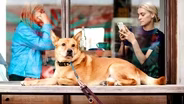 Pet Friendly Policies in Restaurants