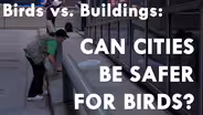 Making Cities Safer for Birds