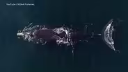 New plan would save whales and monitor offshore wind