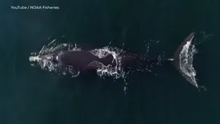 New plan would save whales and monitor offshore wind