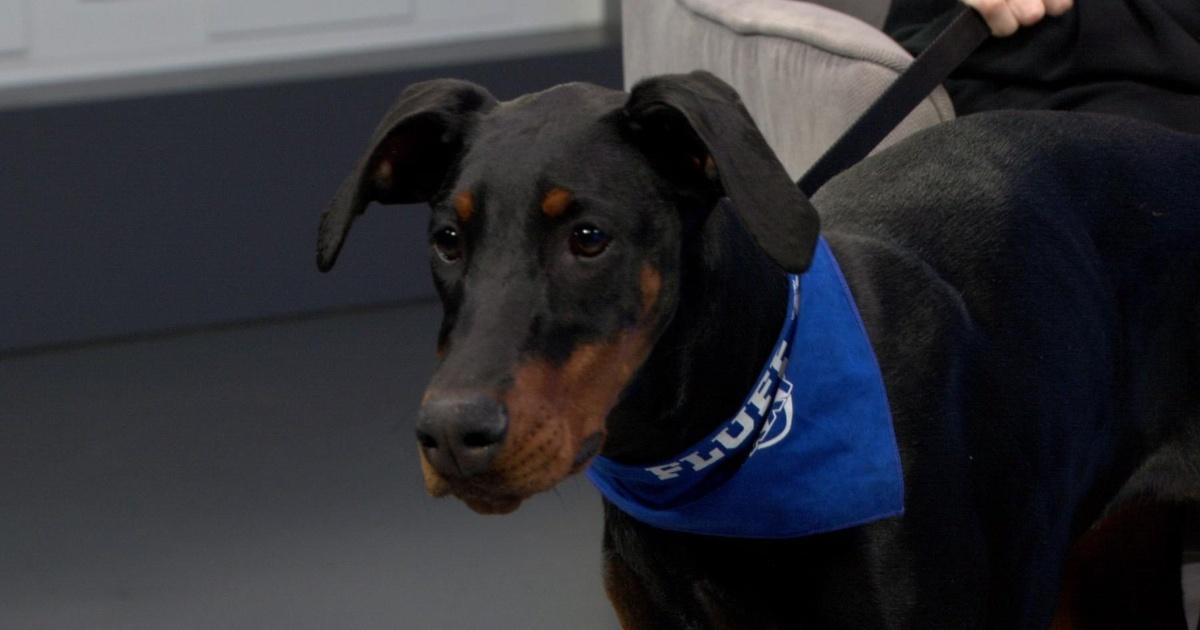 Arizona Horizon Arizona Starter Homes Act, Local Rescue Doberman in