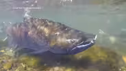 Salmon Fishing Is Shut Down Salmon for Third Year in a Row