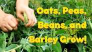 Oats Peas Beans and Barley Grow