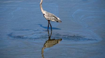 Video thumbnail: PBS NewsHour Southern California oil spill could be 'ecological disaster'