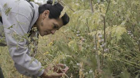 Video thumbnail: Tending Nature Holistic Healing with the Syuxtun Collective