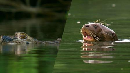 Video thumbnail: Nature Giant River Otters Defeat Large Black Caiman