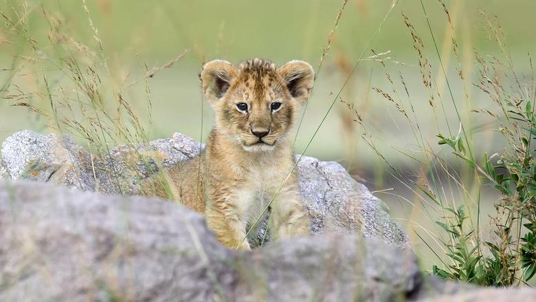 Life at the Waterhole Image