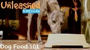 Dog Food 101