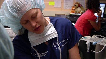 Video thumbnail: WFSU Education STEM Adventures: Animals and Biology