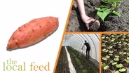 Sweet Potato Tips with Edible Uprising