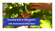 Growing a Kiwi Plant