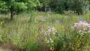 Gardening With Native Plants in the Northwoods