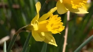 Volunteer Gardener 3414