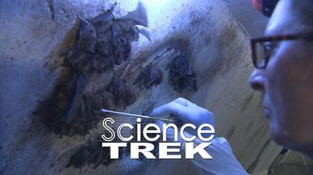 Video thumbnail: Science Trek Bats: Swab a Bat, Save a Bat