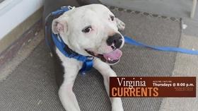 Video thumbnail: Virginia Currents Gracie’s Guardians; Camp Baker (#2713)