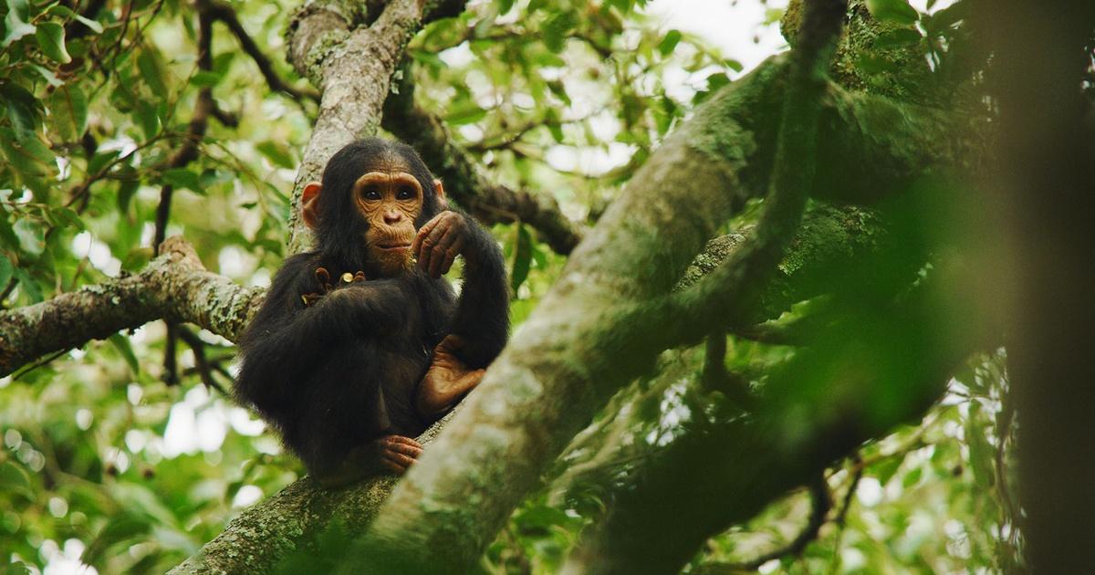 Life from Above | Changing Planet | Episode 4 | PBS