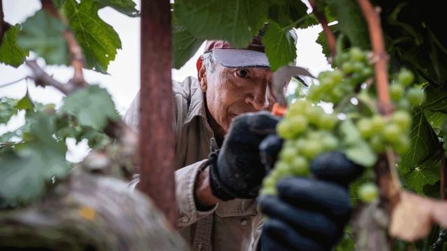 Independent Lens | Trailer | Harvest Season