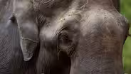 Way of the Elephants | WILD HOPE